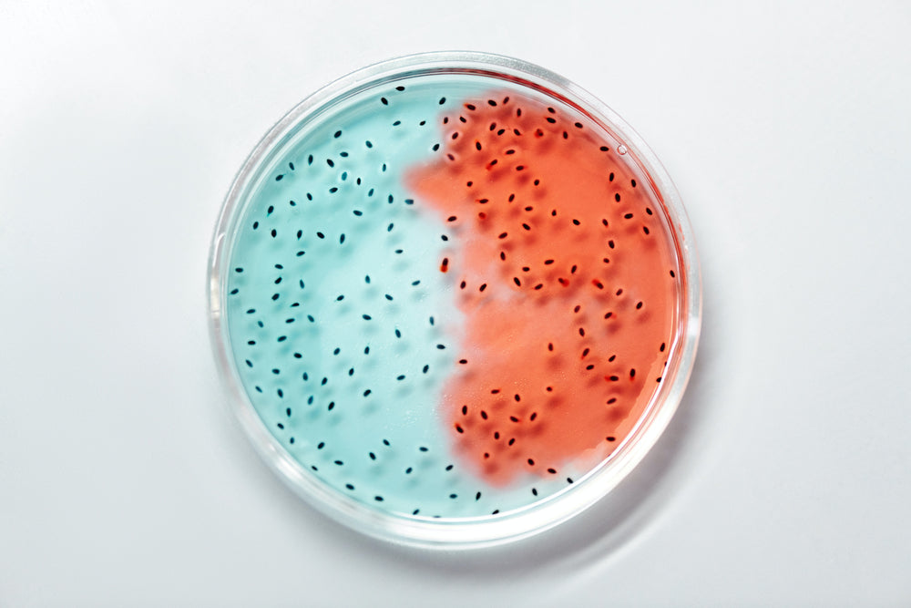 The Gut-Weight Connection: Here's What You Need To Know 